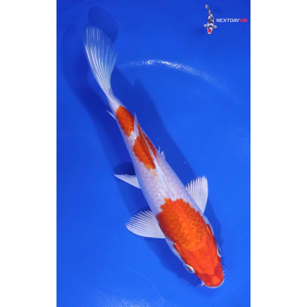6.5” Imported Hariwake