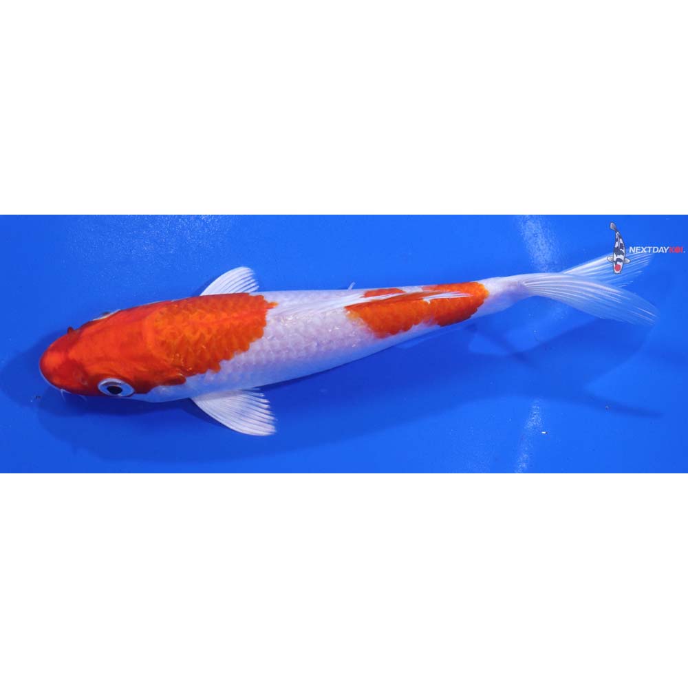 6.5” Imported Hariwake