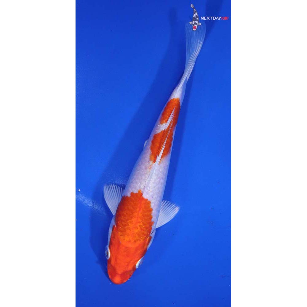 6.5” Imported Hariwake