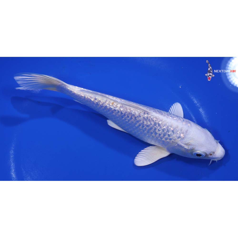 7” Imported Gin Rin Platinum Ogon