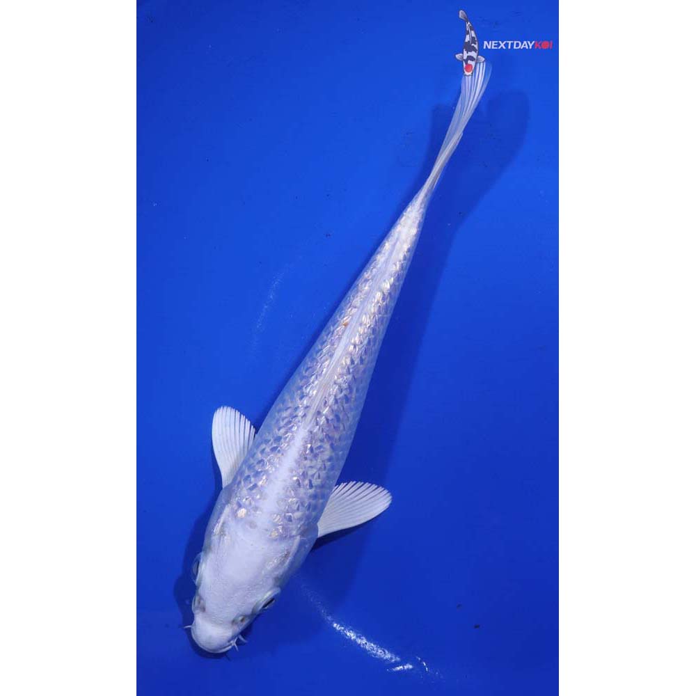 7” Imported Gin Rin Platinum Ogon