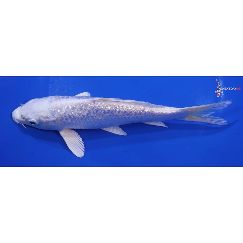 7” Imported Gin Rin Platinum Ogon