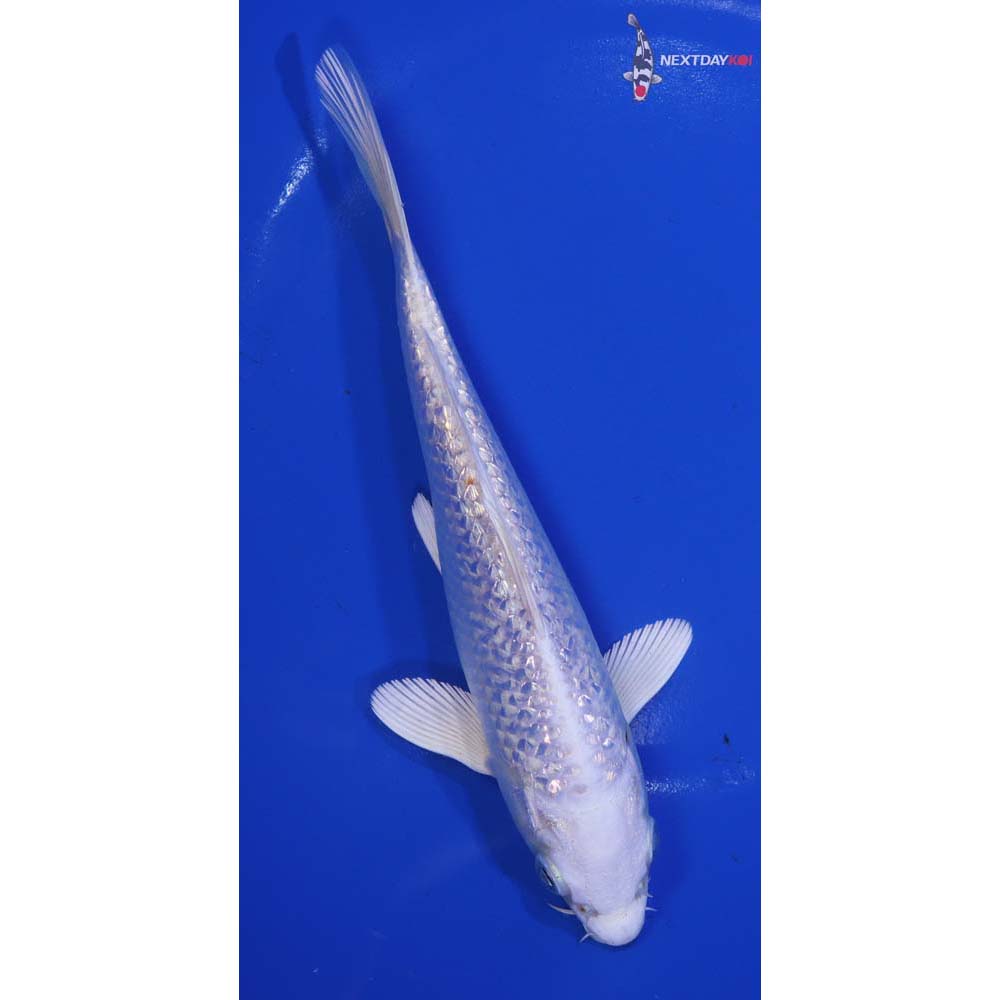 7” Imported Gin Rin Platinum Ogon