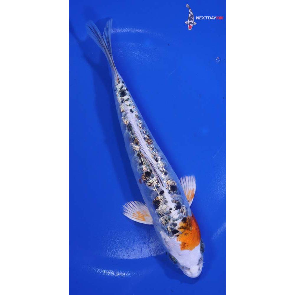 7” Imported Gin Rin Doitsu Kujaku