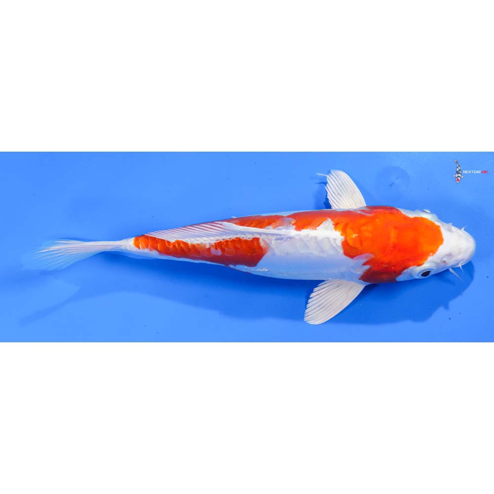 9” Imported Kikusui