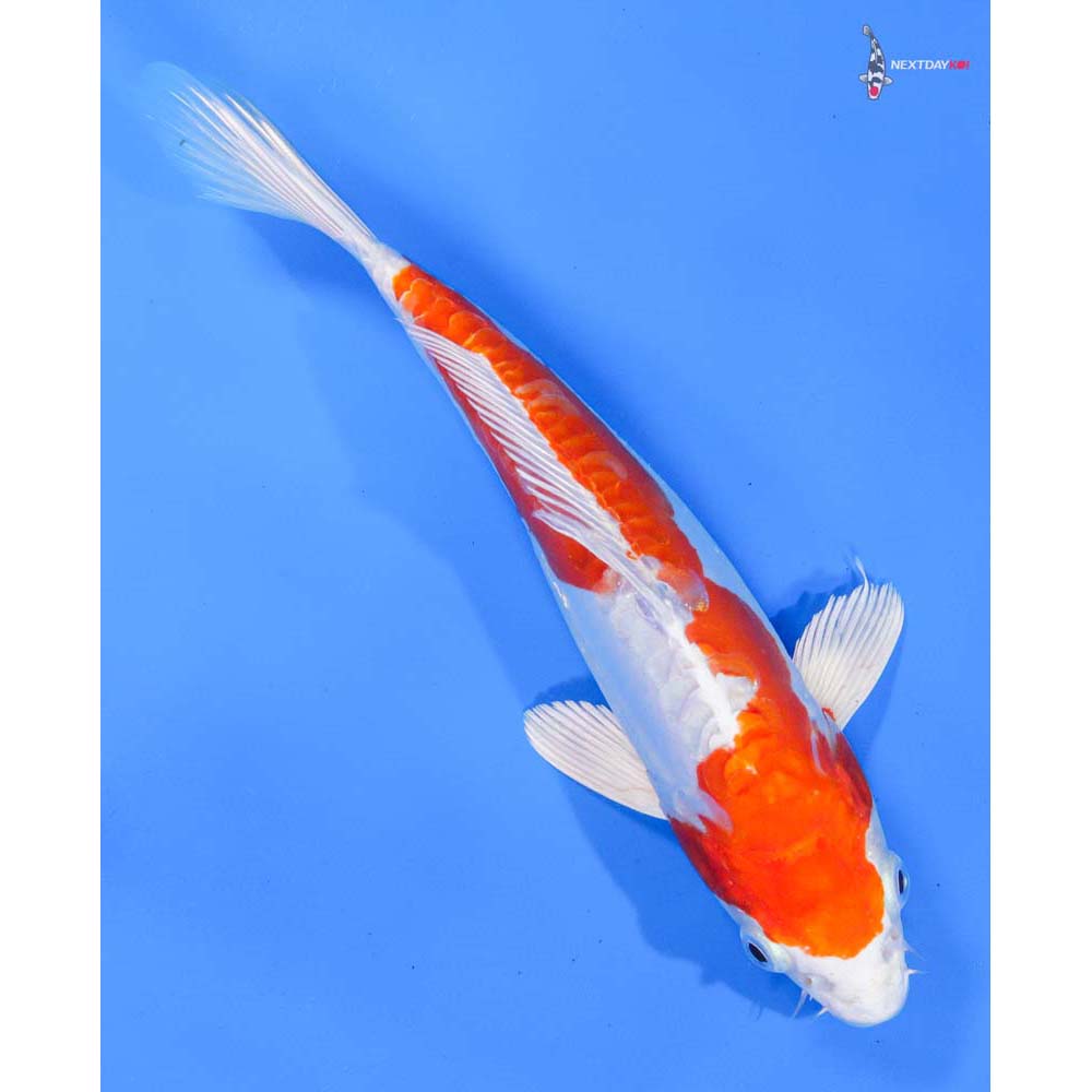 9” Imported Kikusui