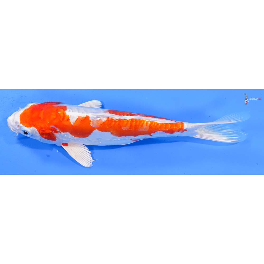 9” Imported Kikusui