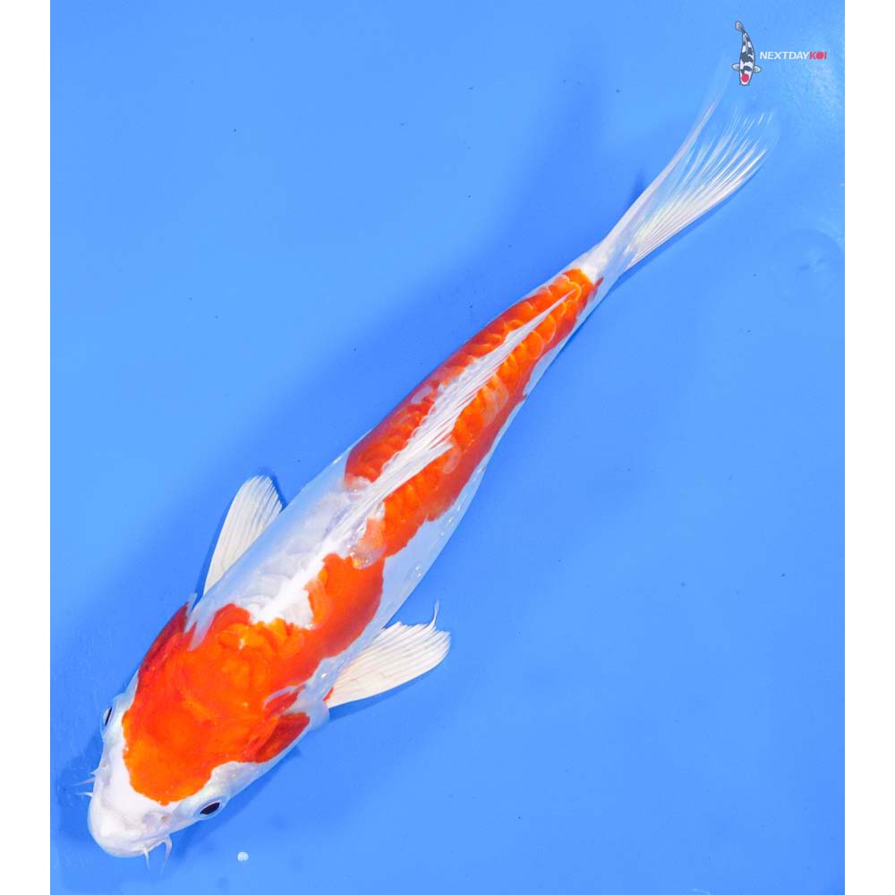 9” Imported Kikusui