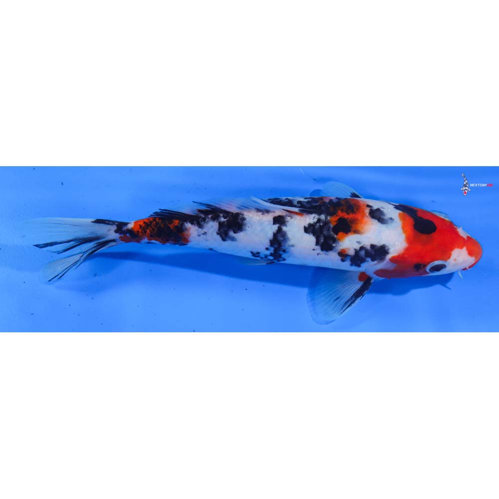 8.5” Imported Sanke