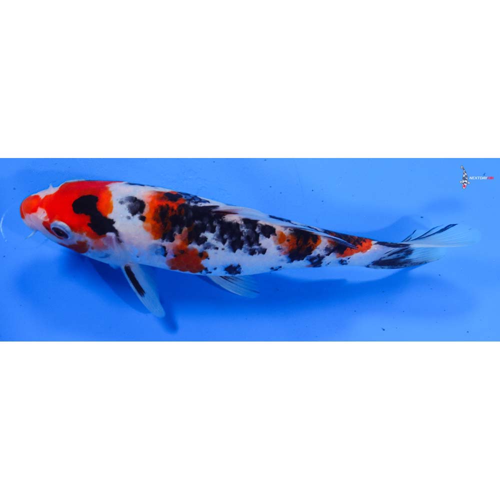 8.5” Imported Sanke