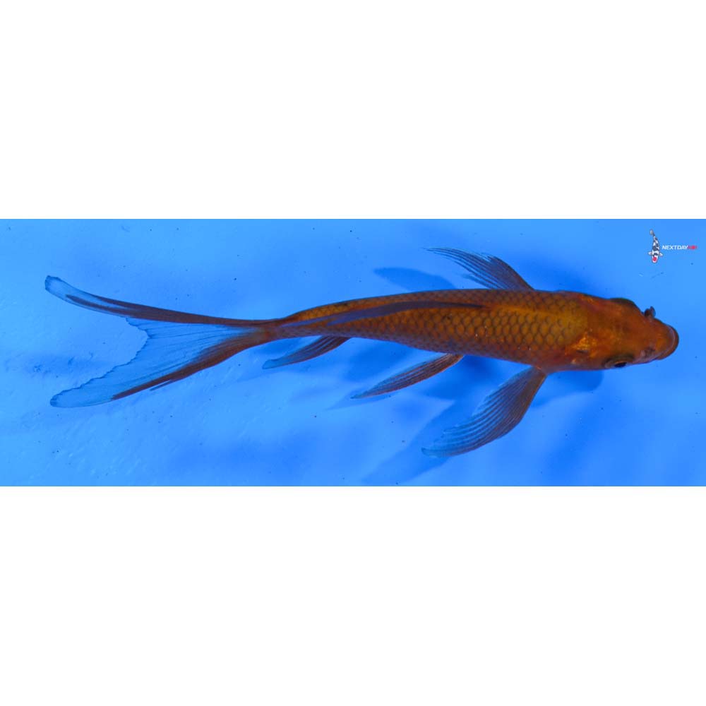 5” Imported Chagoi Butterfly Koi