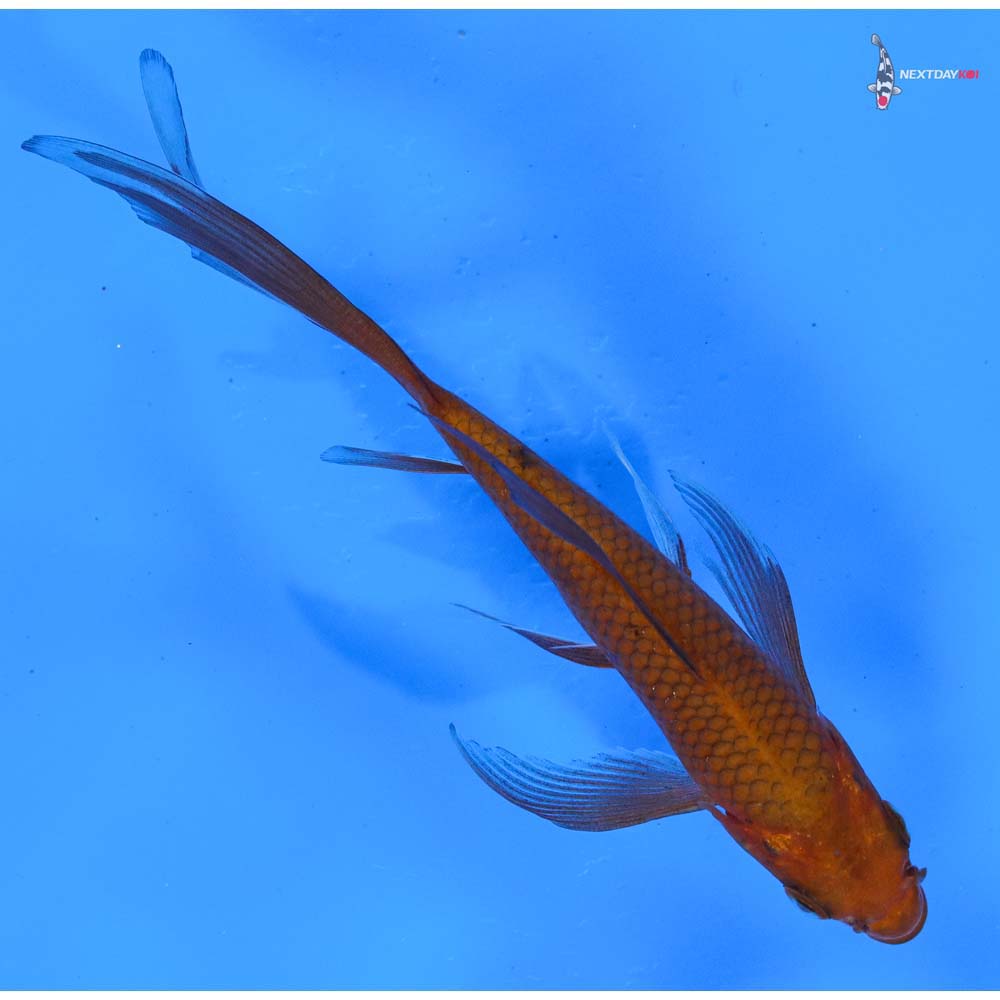 5” Imported Chagoi Butterfly Koi