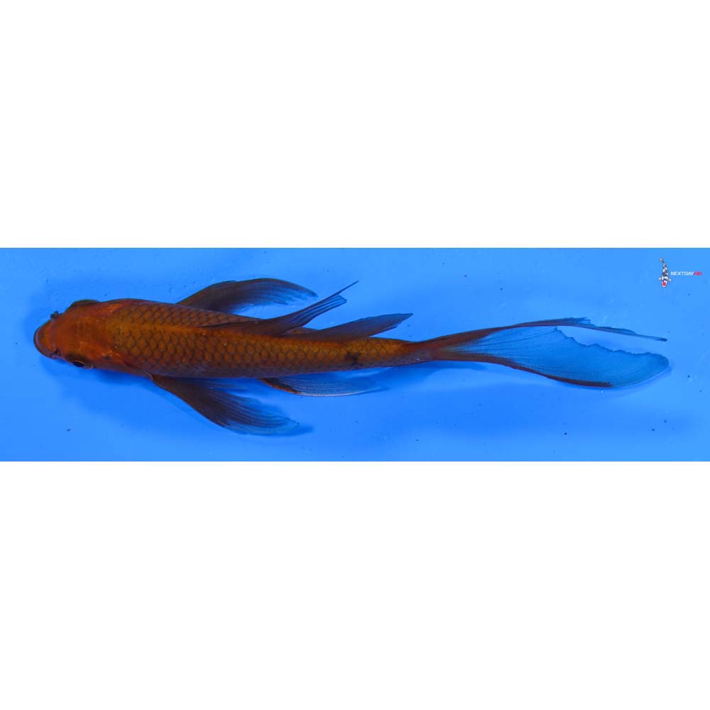 5” Imported Chagoi Butterfly Koi