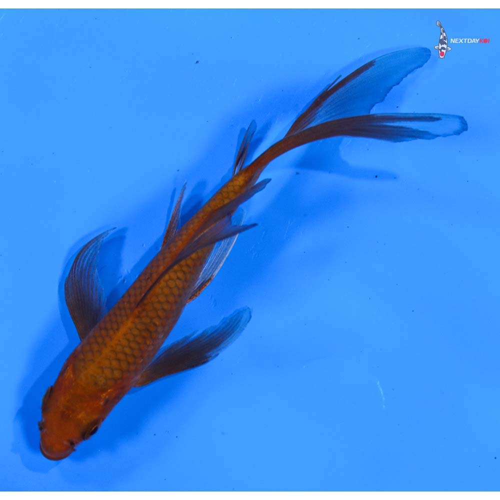 5” Imported Chagoi Butterfly Koi