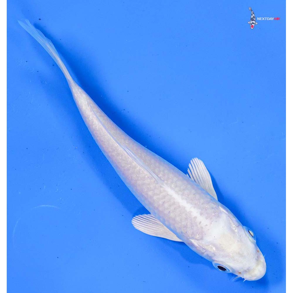 5” Imported Platinum Ogon