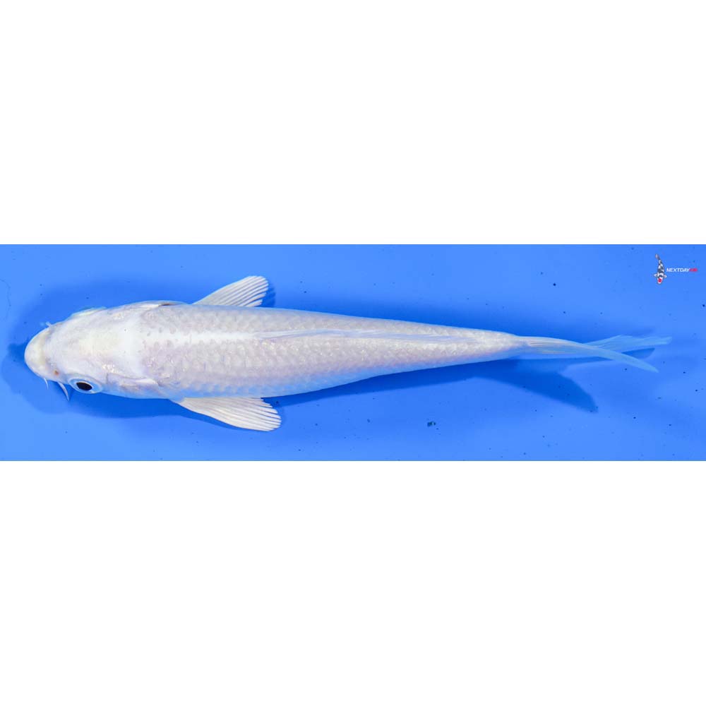 5” Imported Platinum Ogon