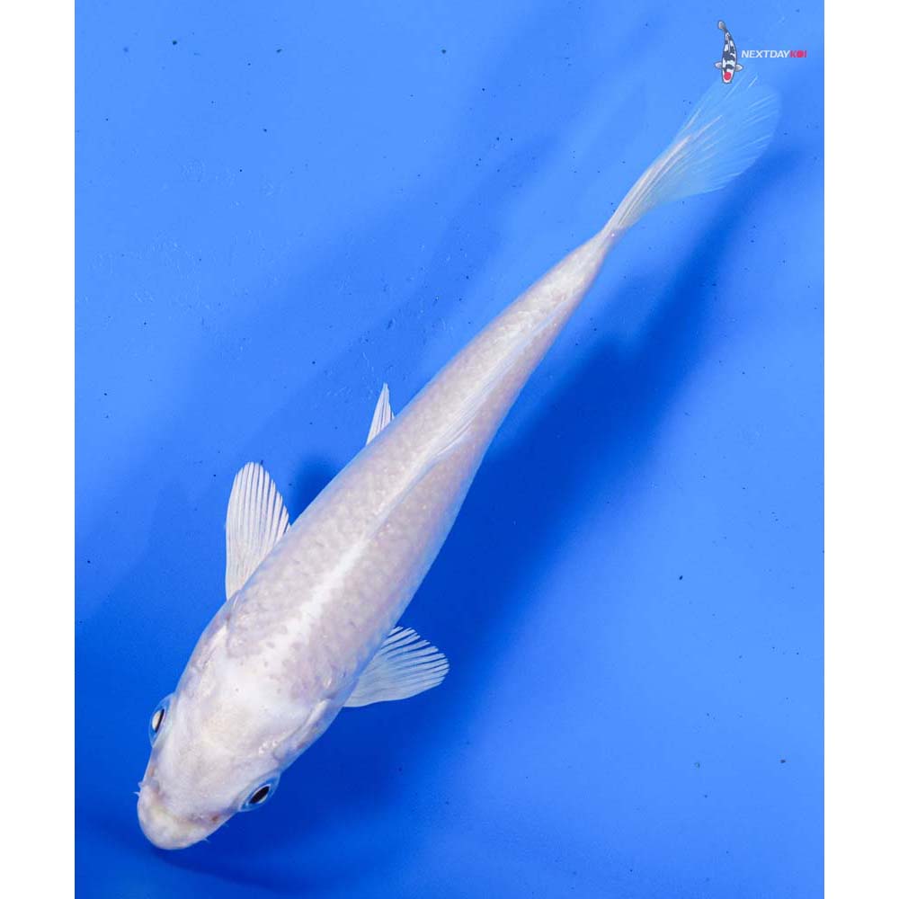 5” Imported Platinum Ogon