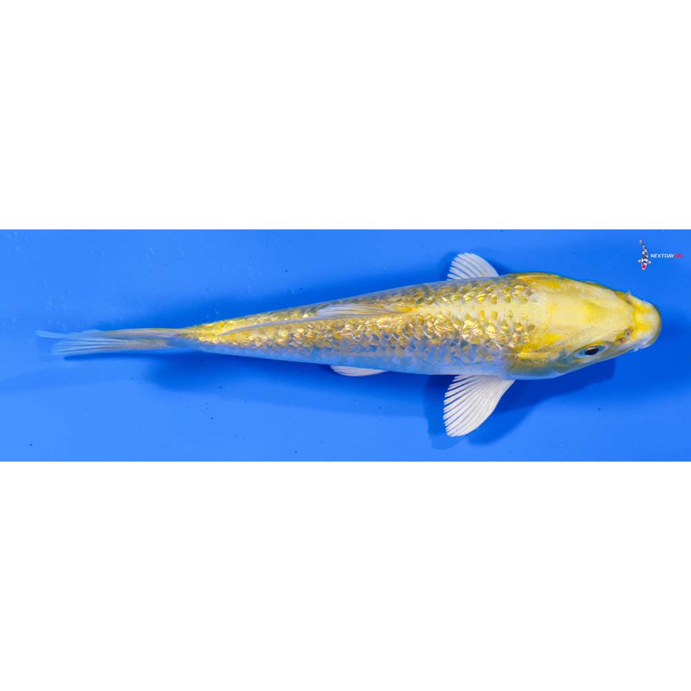 5” Imported Gin Rin Lemon Hariwake