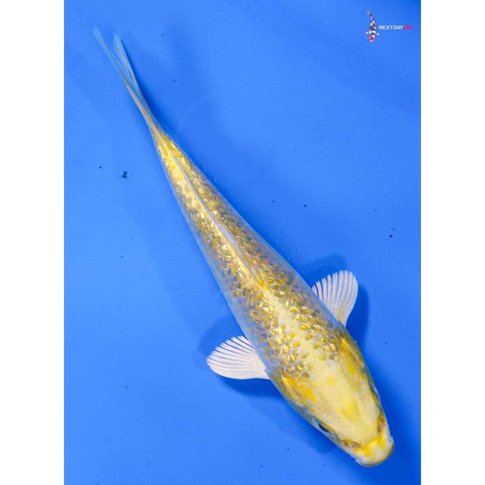 5” Imported Gin Rin Lemon Hariwake