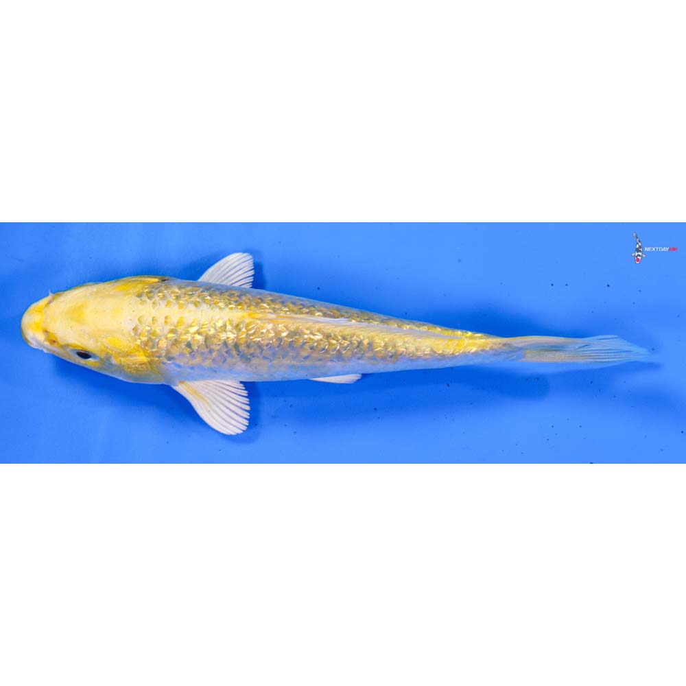 5” Imported Gin Rin Lemon Hariwake