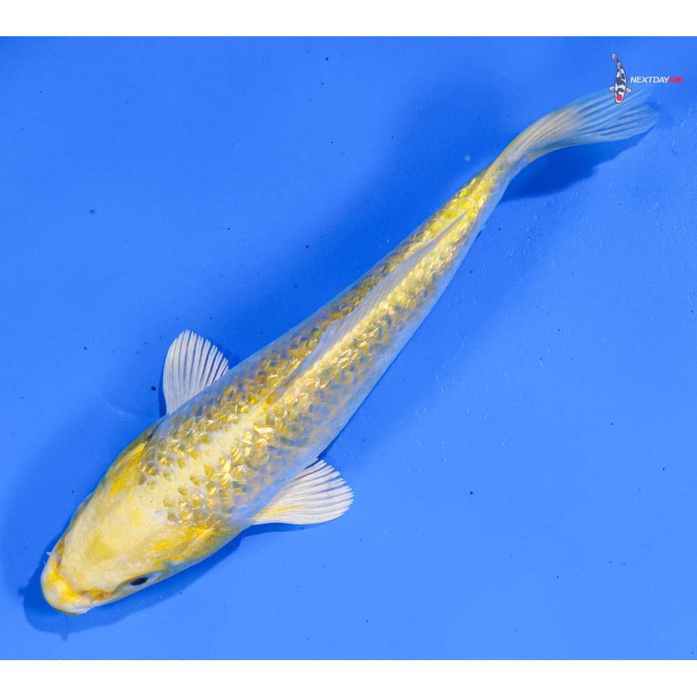5” Imported Gin Rin Lemon Hariwake