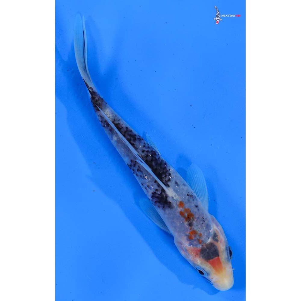 5” Imported Beni Matsukawabakke