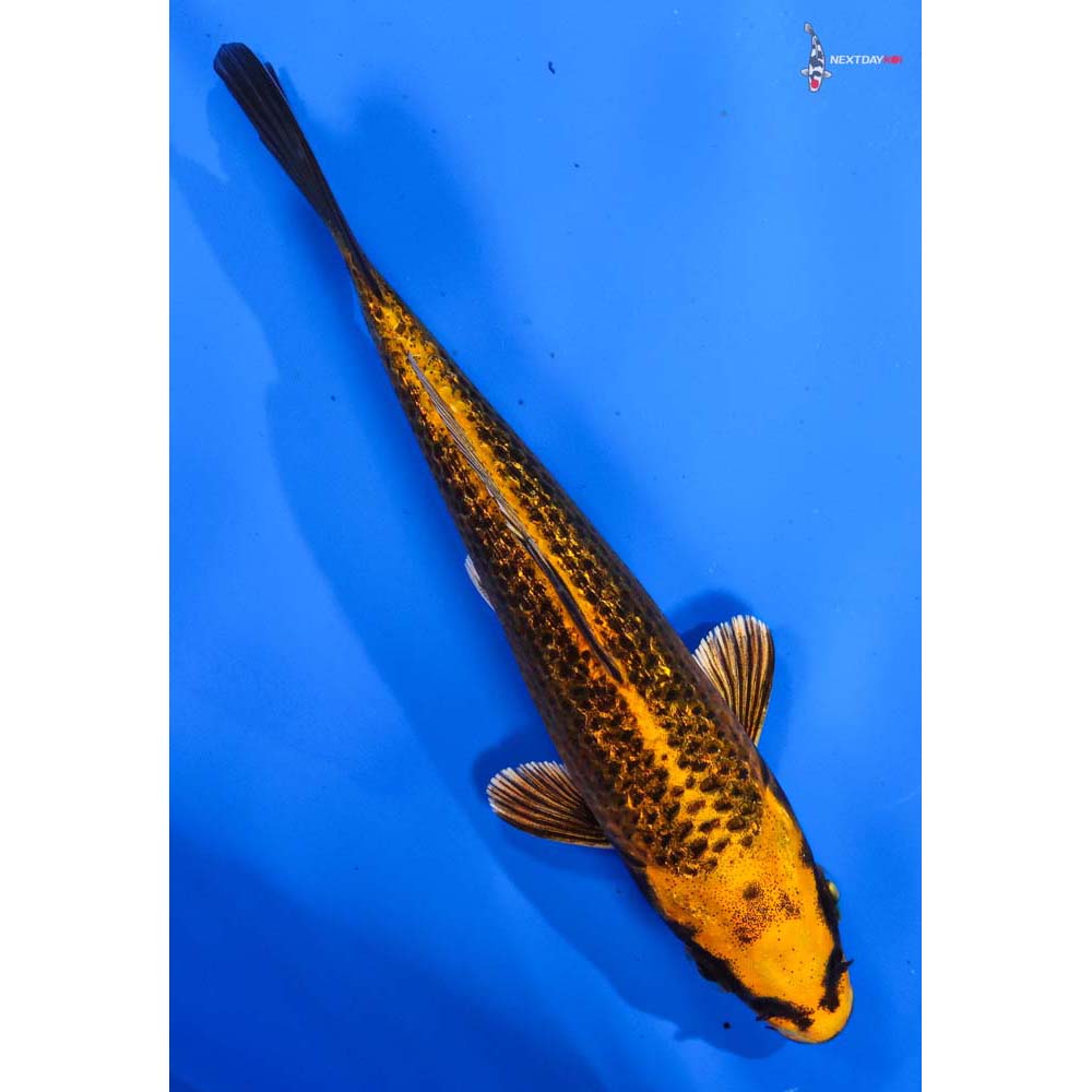 5” Imported Gin Rin Orenji Matsuba