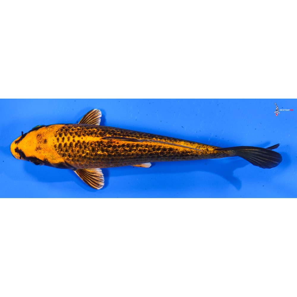 5” Imported Gin Rin Orenji Matsuba