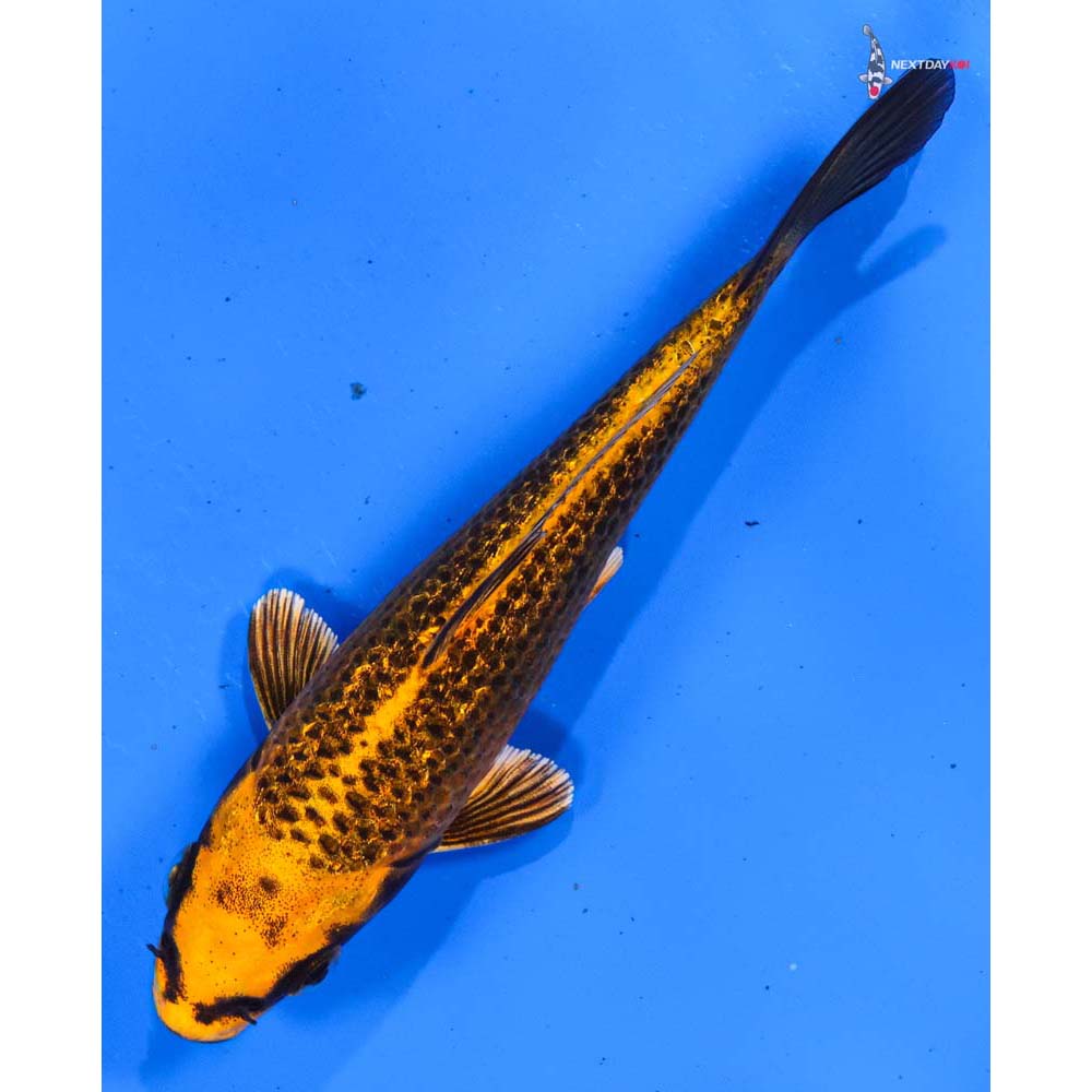 5” Imported Gin Rin Orenji Matsuba