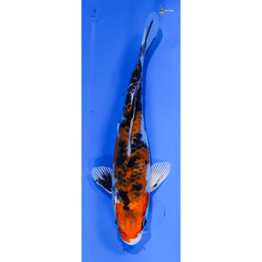 5.5” Imported Yamato Nishiki