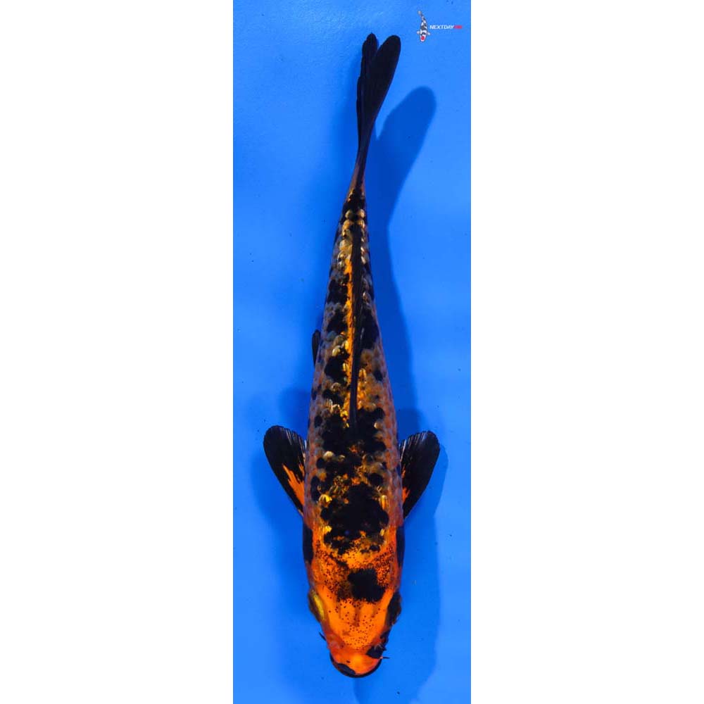 5.5” Imported Gin Rin Kin Aka Bekko