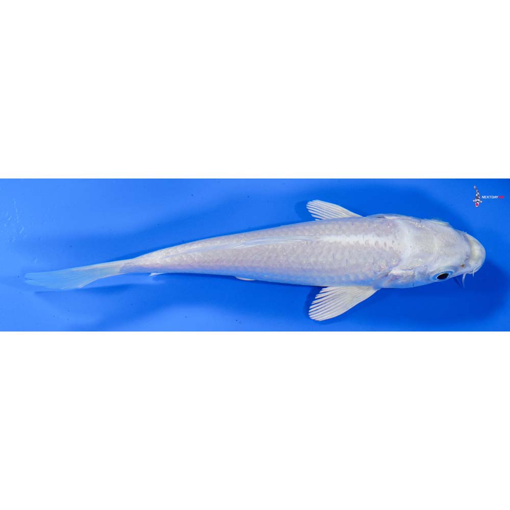 5” Imported Platinum Ogon