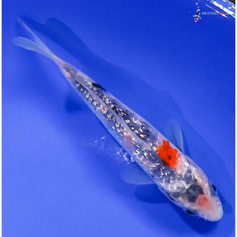 4” Imported Gin Rin Sanke
