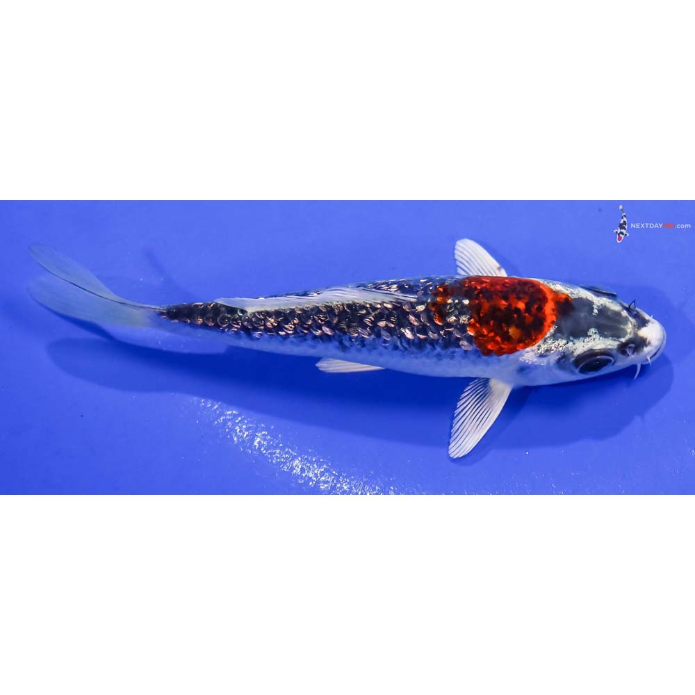 5” Imported Gin Rin Kujaku