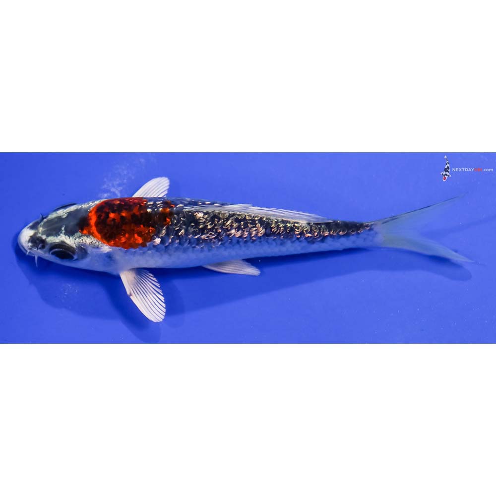 5” Imported Gin Rin Kujaku