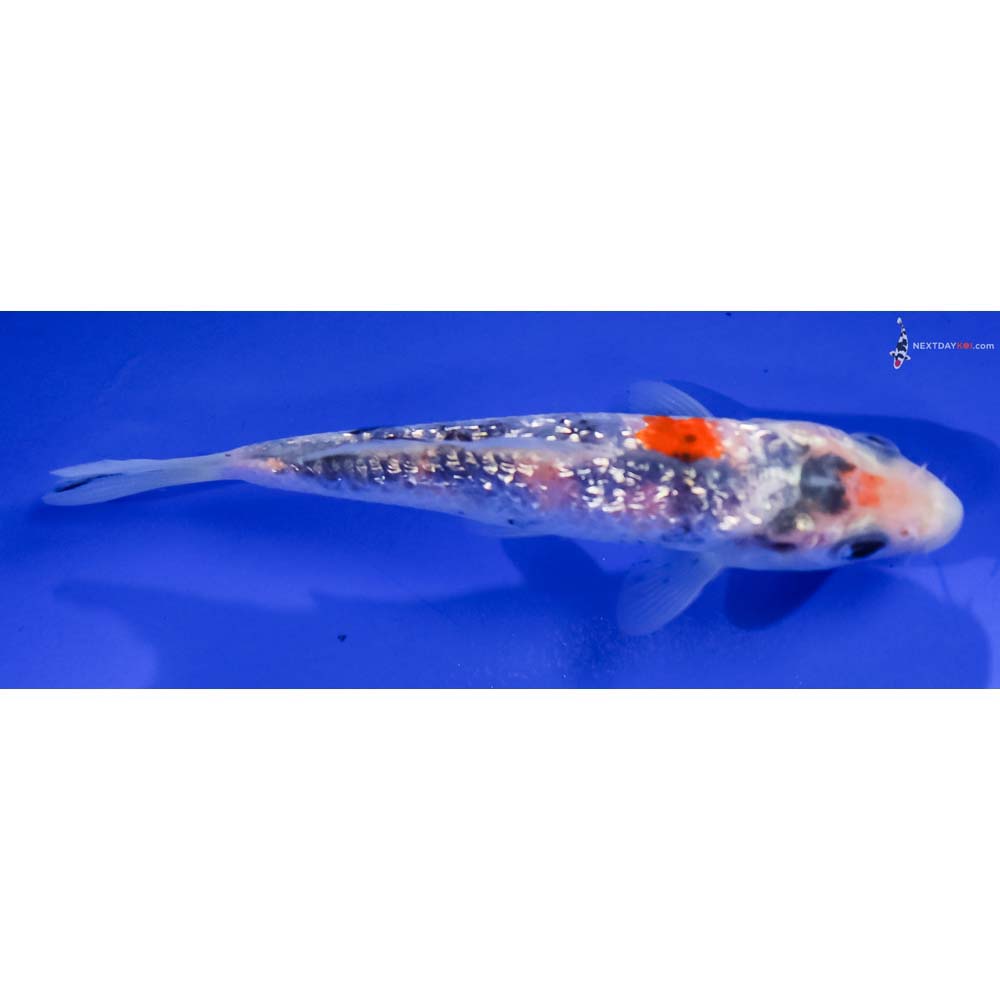 4” Imported Gin Rin Sanke