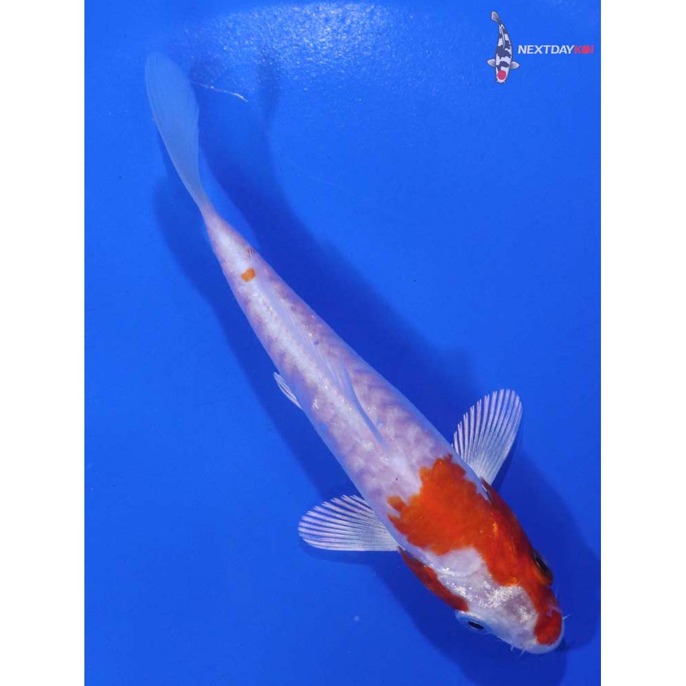 4.5” Imported Kikusui