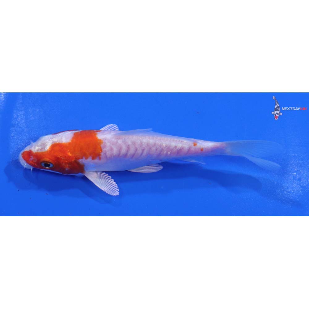 4.5” Imported Kikusui