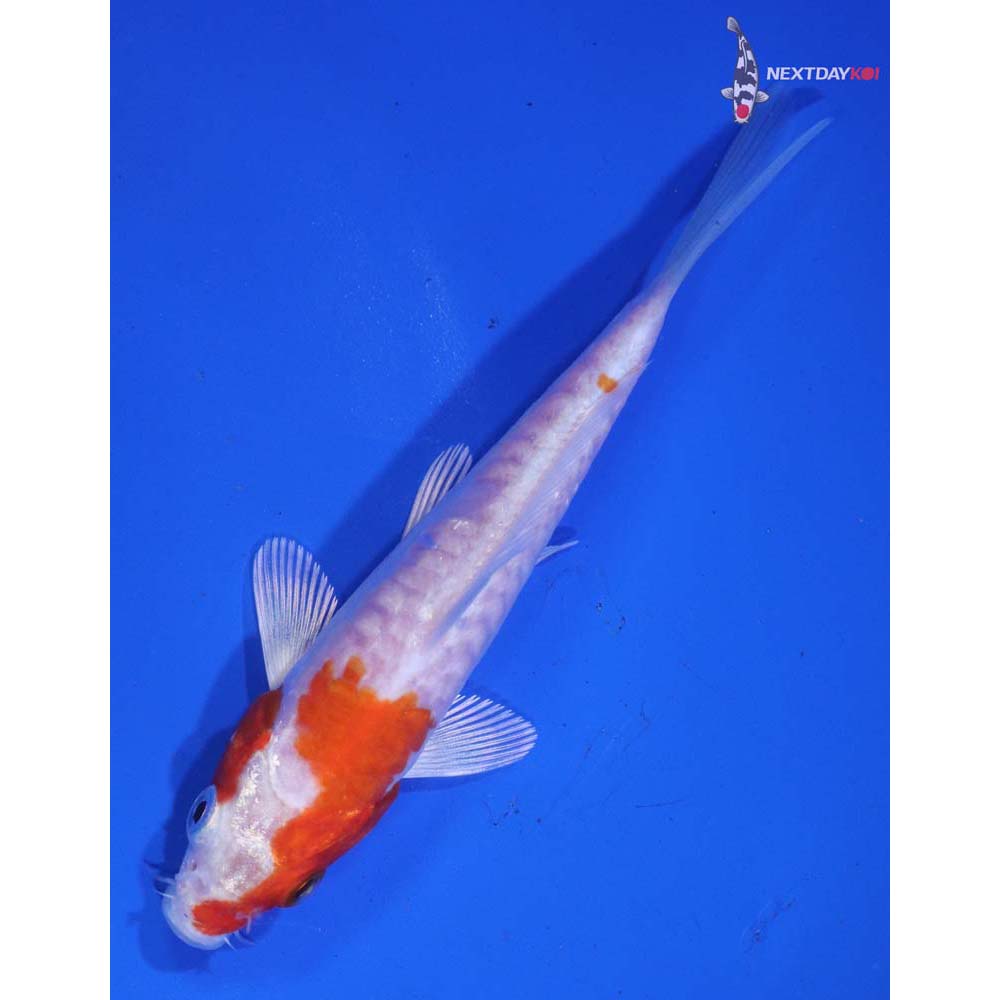 4.5” Imported Kikusui