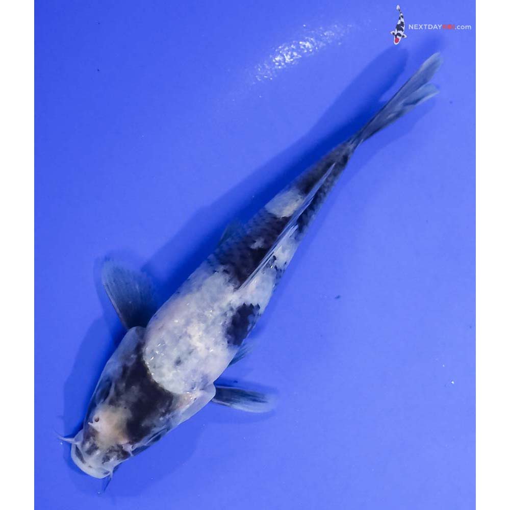 5.5” Imported Shiro Utsuri