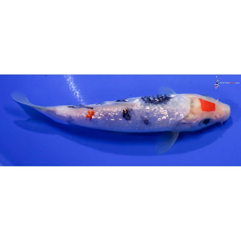 6” Imported Gin Rin Sanke