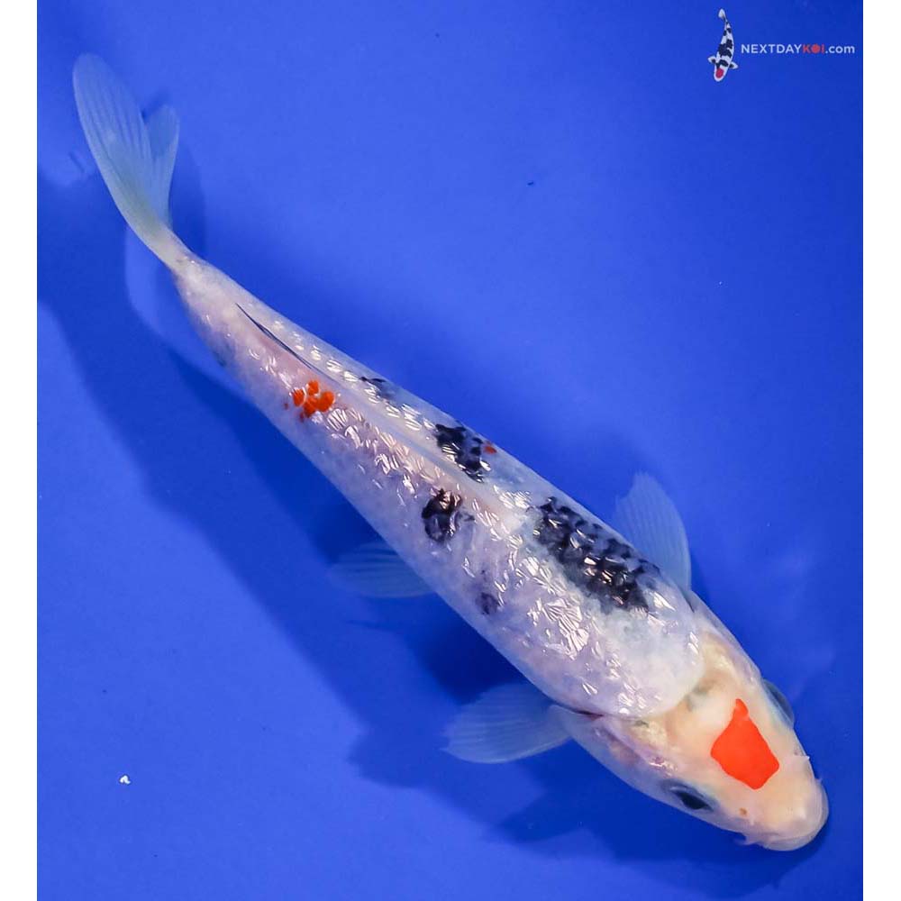 6” Imported Gin Rin Sanke