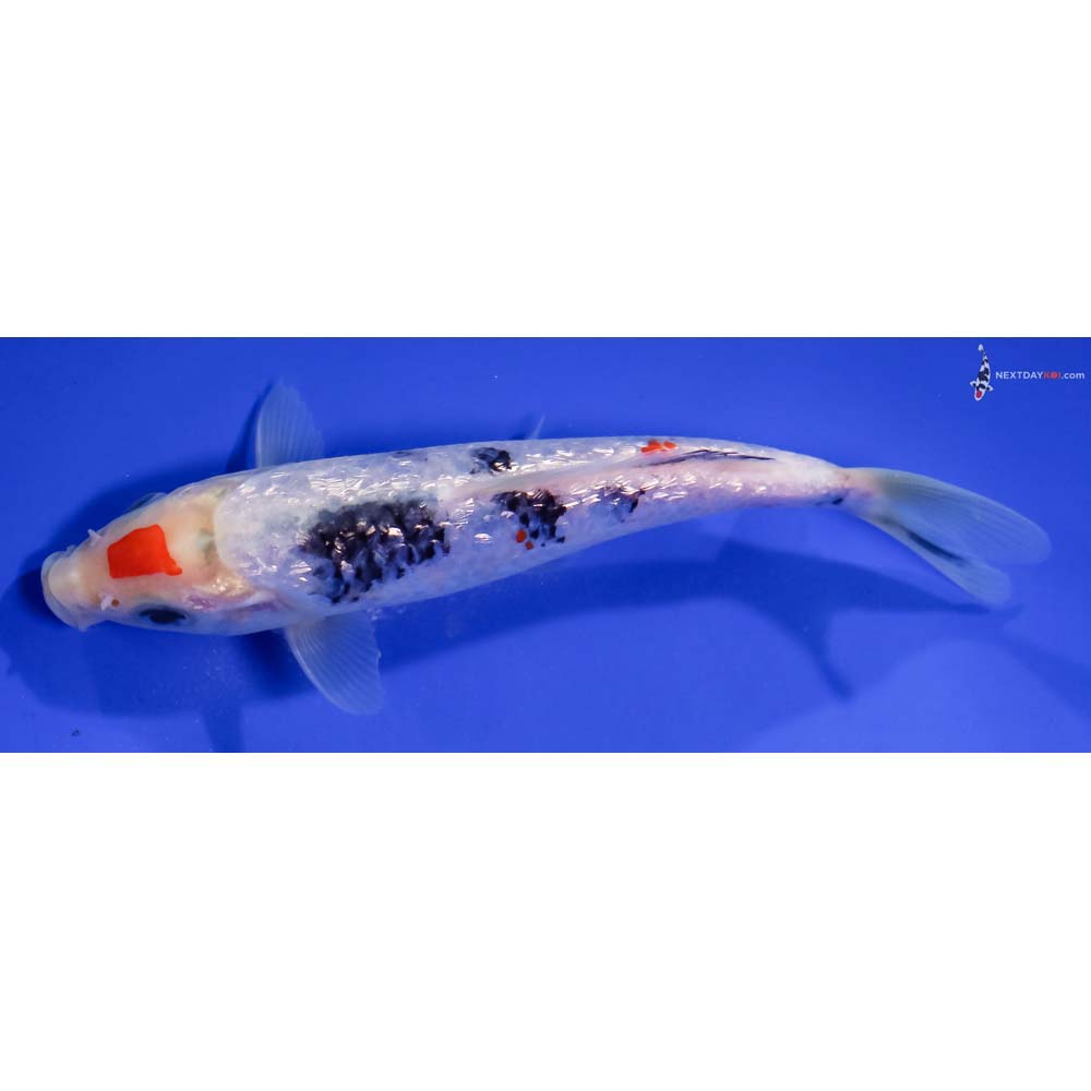 6” Imported Gin Rin Sanke
