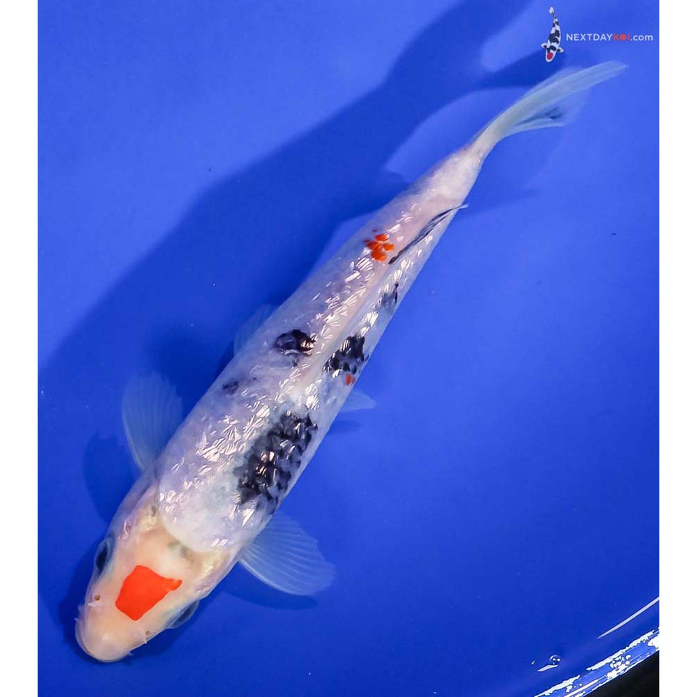 6” Imported Gin Rin Sanke