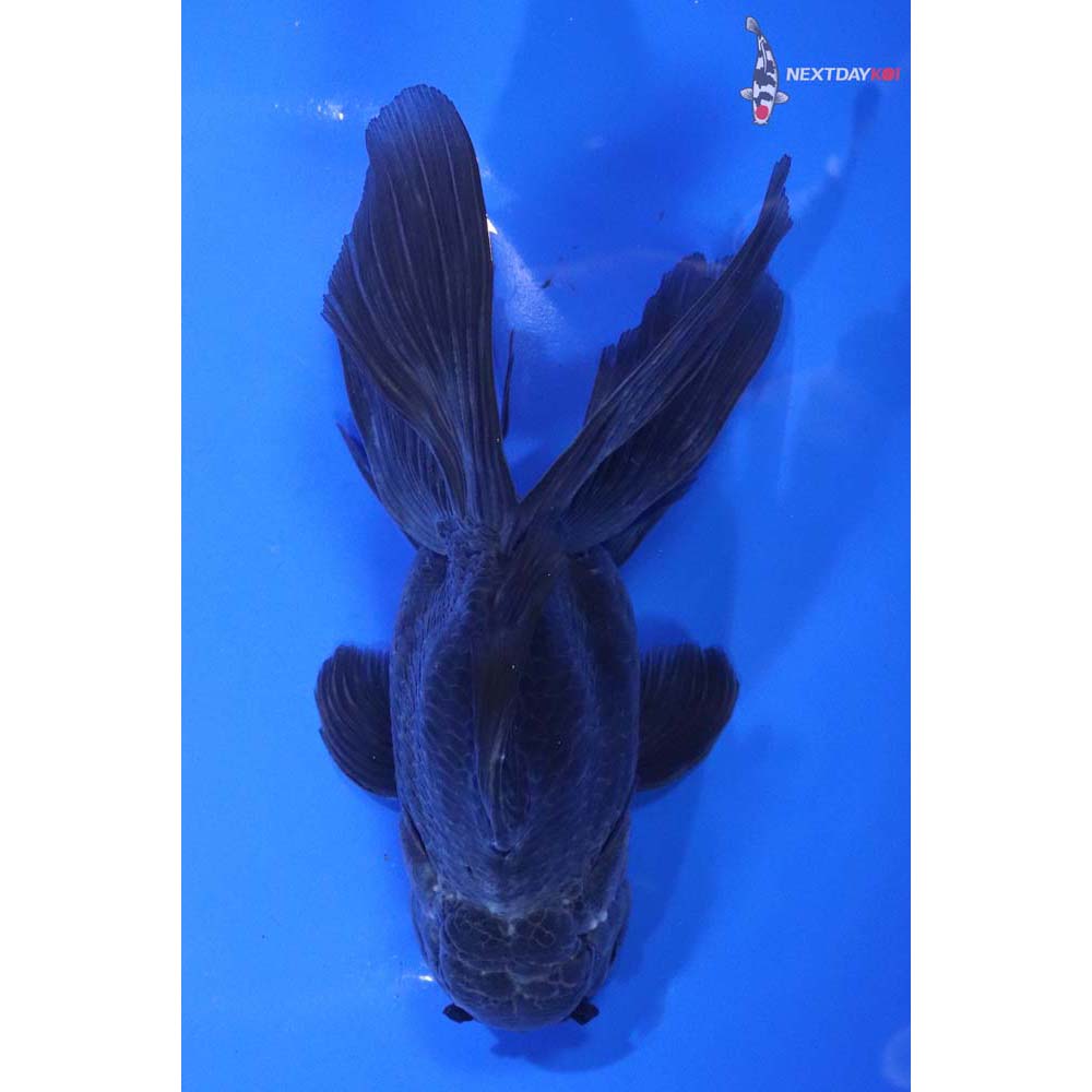 6.5” Imported Black Oranda