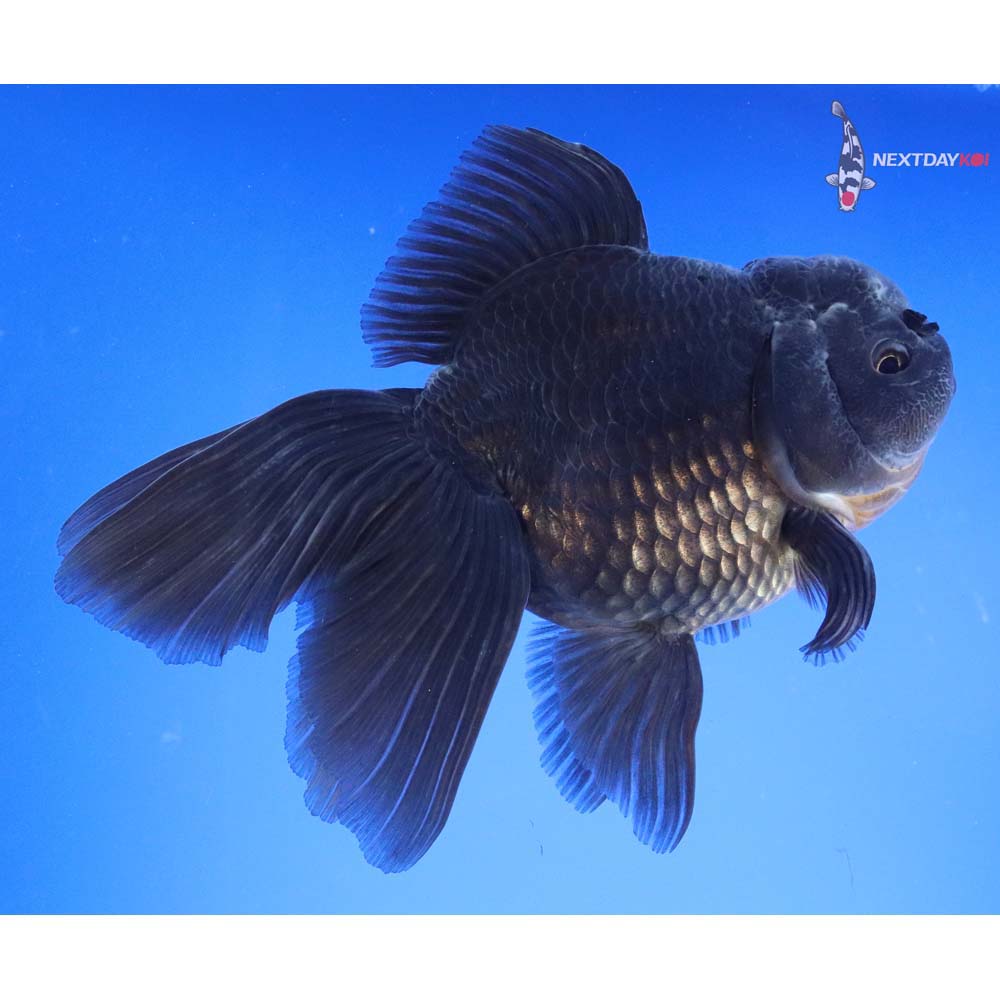 6.5” Imported Black Oranda