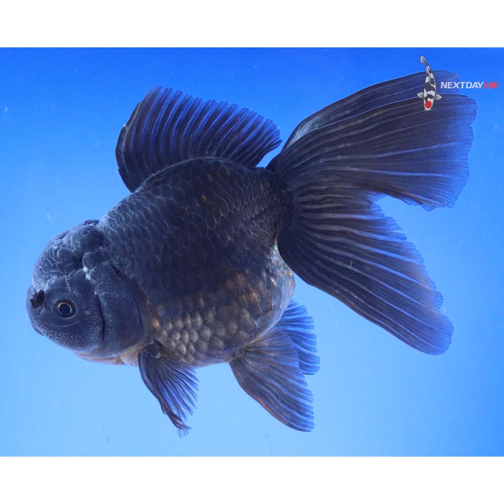 6.5” Imported Black Oranda