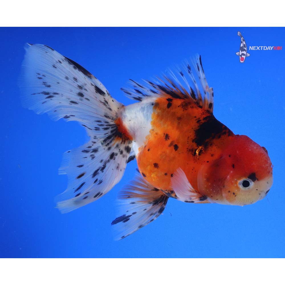 6.5” Imported Male Calico Oranda