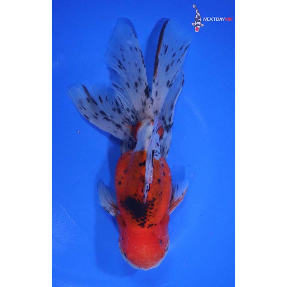 6.5” Imported Male Calico Oranda