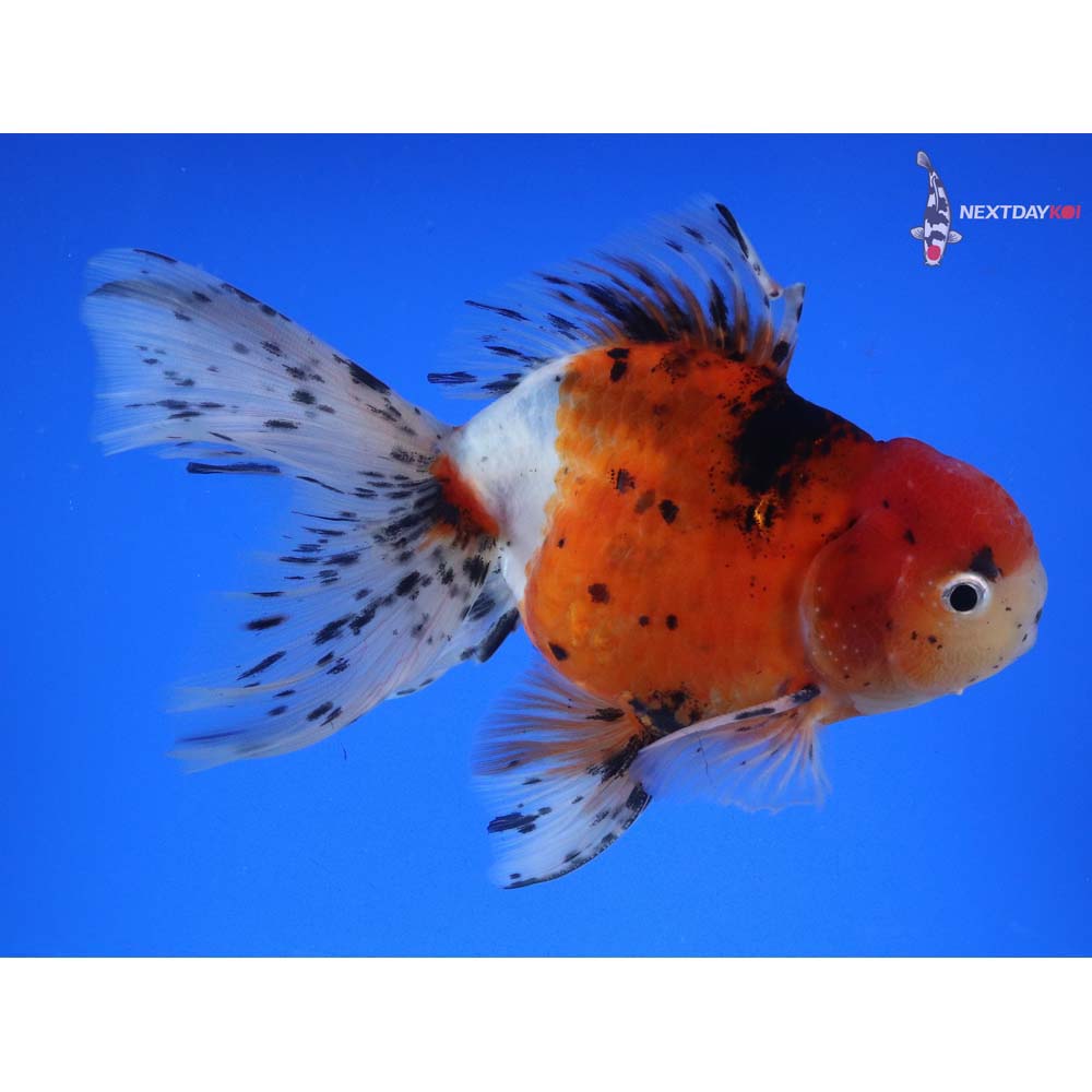 6.5” Imported Male Calico Oranda